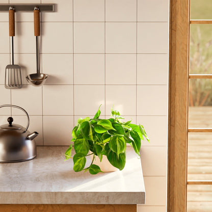 Philodendron Brasil