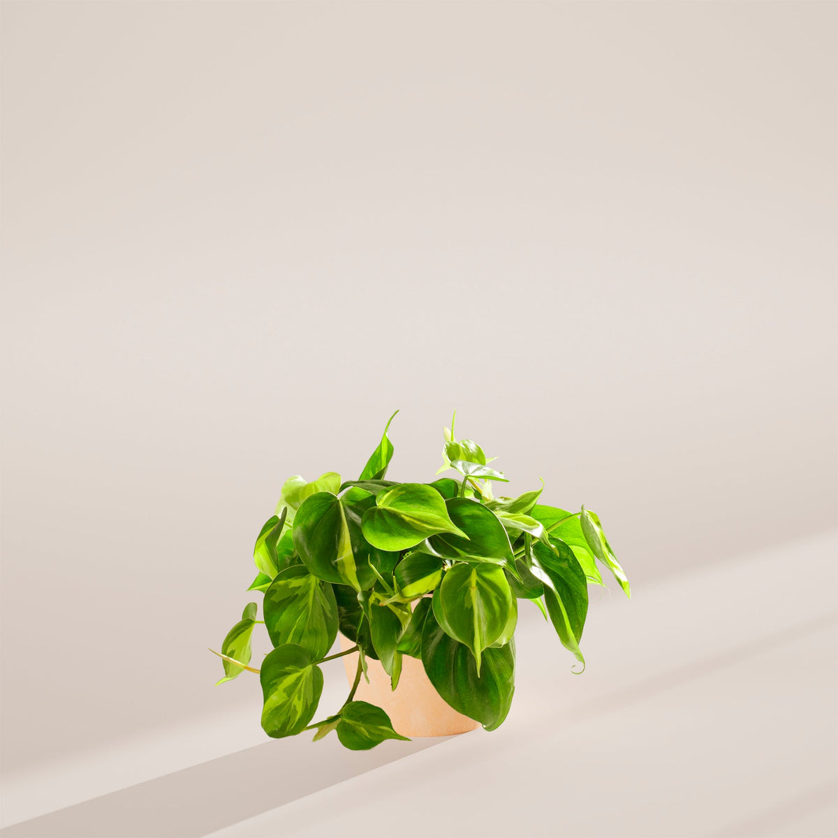 Philodendron Brasil