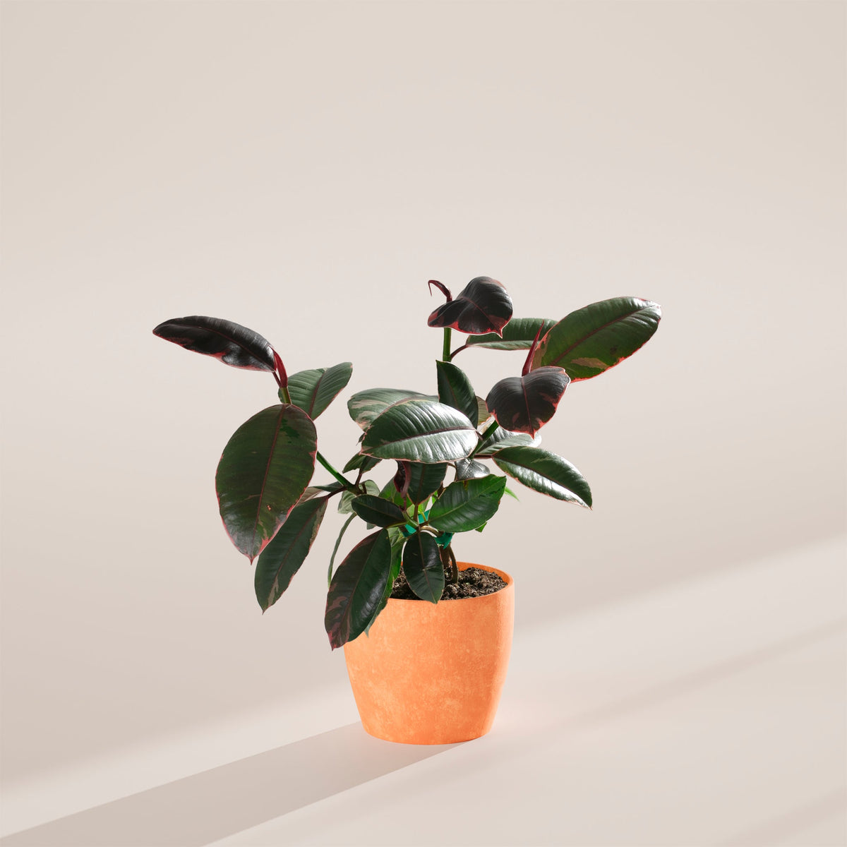 Ruby Rubber Tree Plant