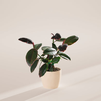 Ruby Rubber Tree Plant