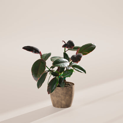 Ruby Rubber Tree Plant