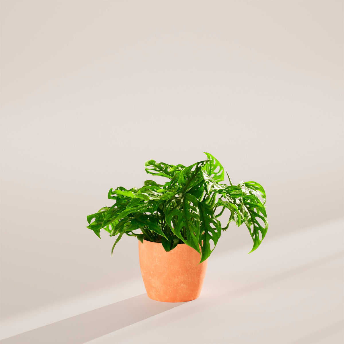 Swiss Cheese Plant