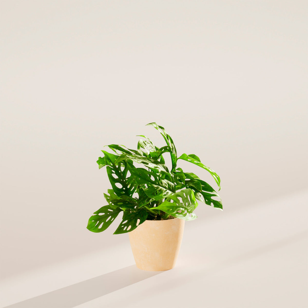 Swiss Cheese Plant