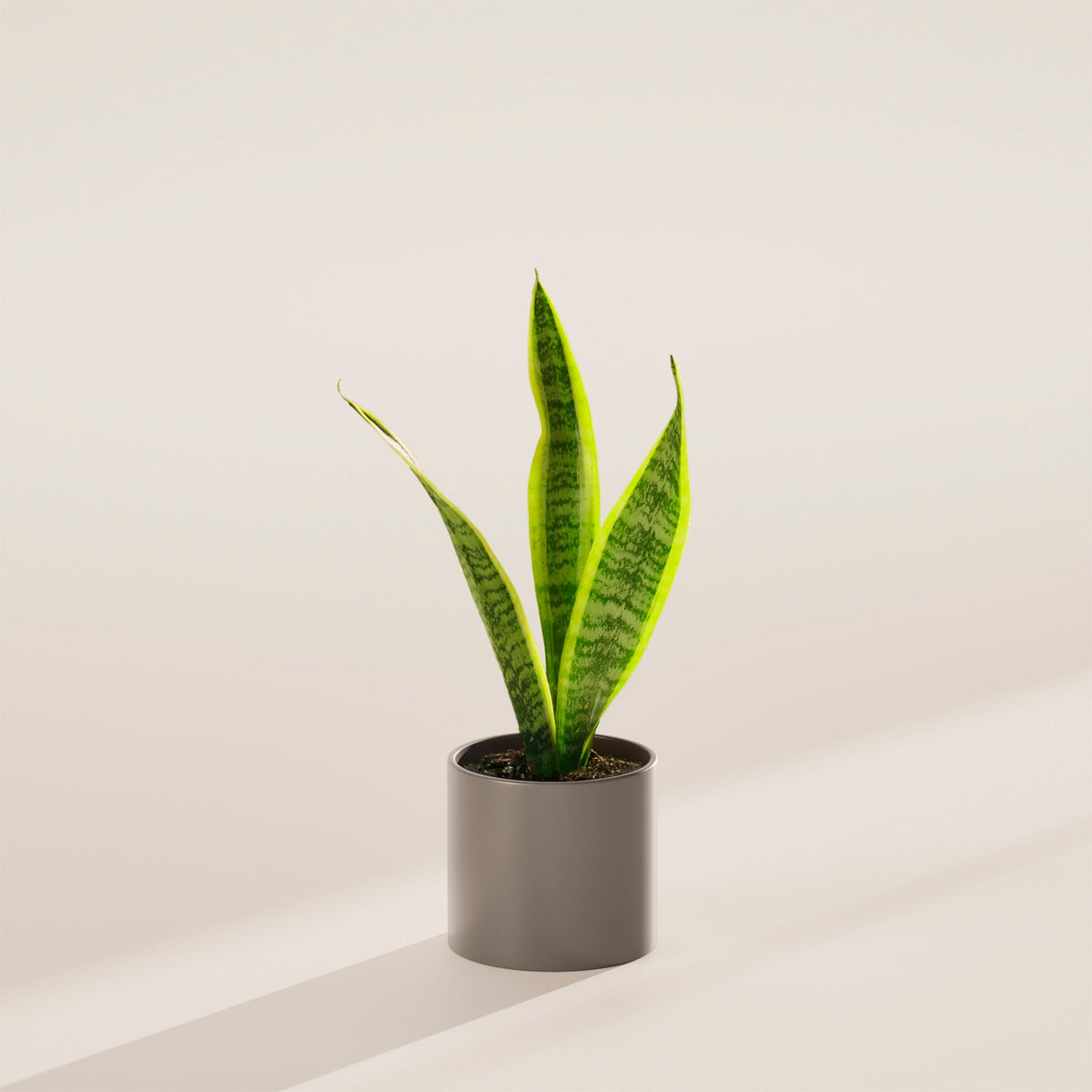 Variegated Sansevieria Laurentii (Snake Plant)