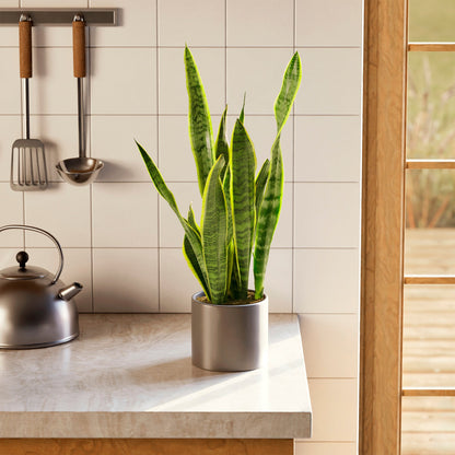 Variegated Sansevieria Laurentii (Snake Plant)