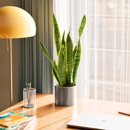 Variegated Sansevieria Laurentii (Snake Plant)