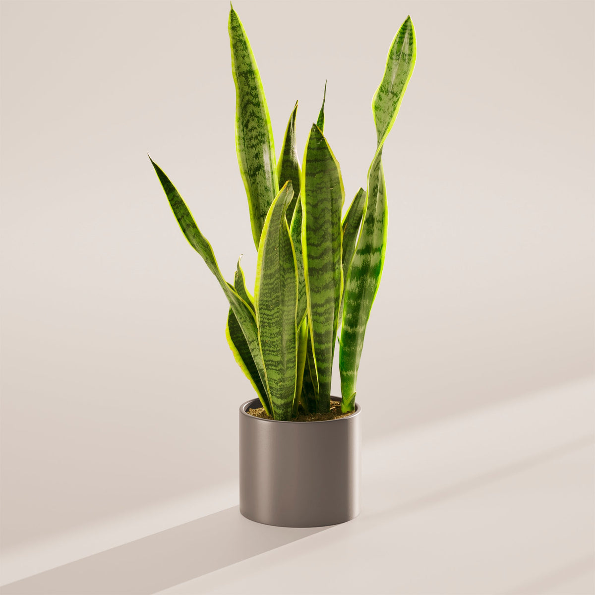 Variegated Sansevieria Laurentii (Snake Plant)