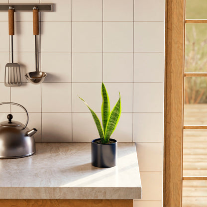 Variegated Sansevieria Laurentii (Snake Plant)