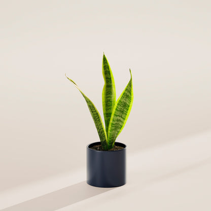 Variegated Sansevieria Laurentii (Snake Plant)