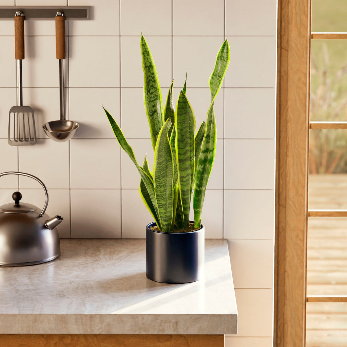 Variegated Sansevieria Laurentii (Snake Plant)