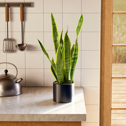 Variegated Sansevieria Laurentii (Snake Plant)