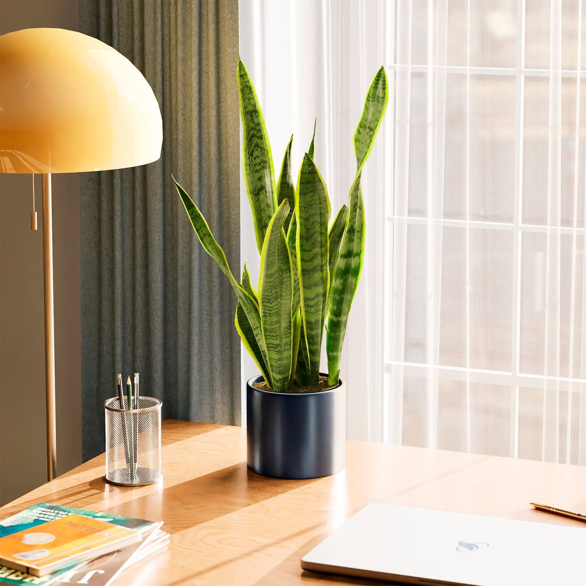 Variegated Sansevieria Laurentii (Snake Plant)