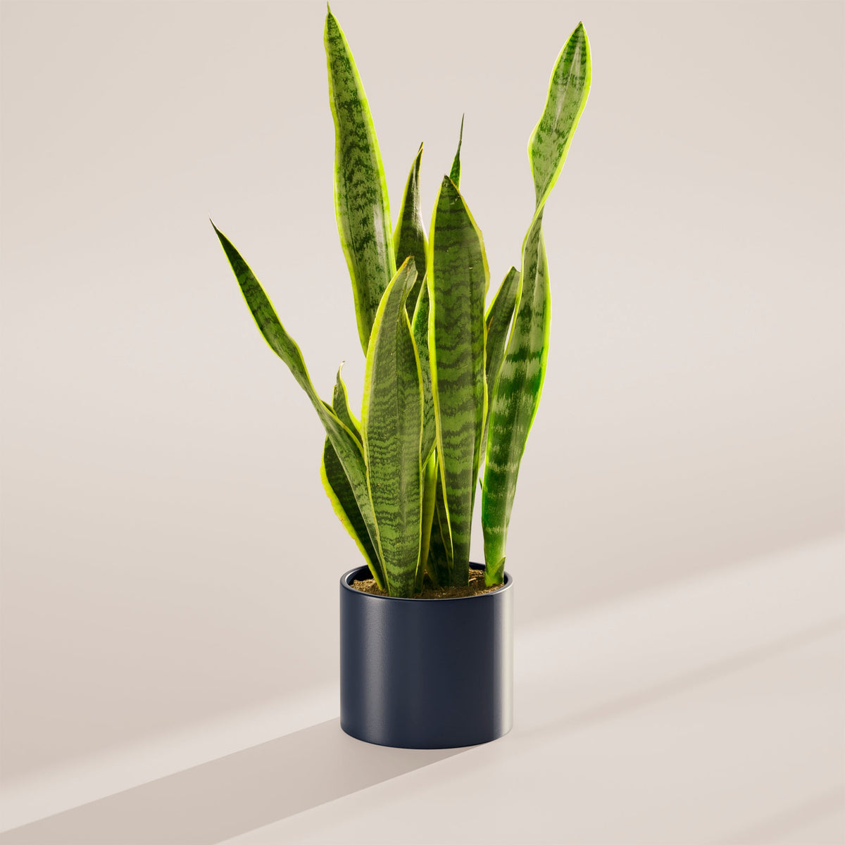 Variegated Sansevieria Laurentii (Snake Plant)