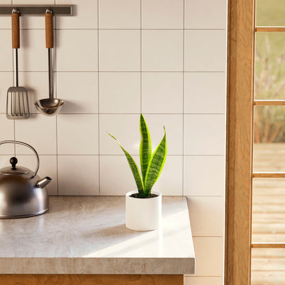 Variegated Sansevieria Laurentii (Snake Plant)