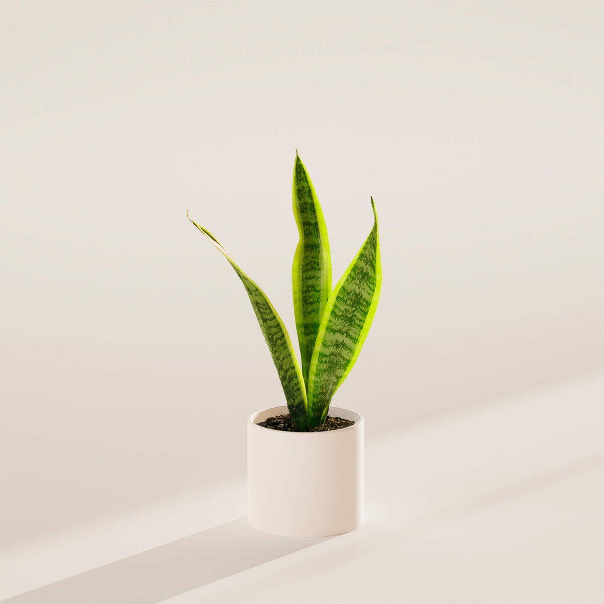 Variegated Sansevieria Laurentii (Snake Plant)