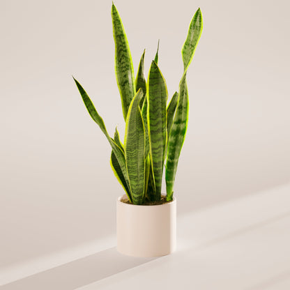 Variegated Sansevieria Laurentii (Snake Plant)