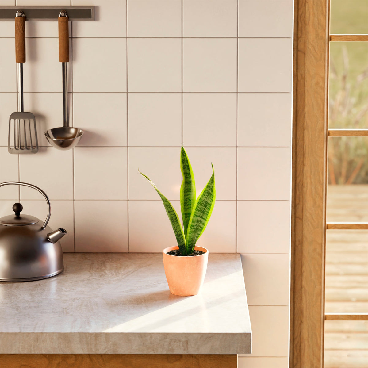 Variegated Sansevieria Laurentii (Snake Plant)