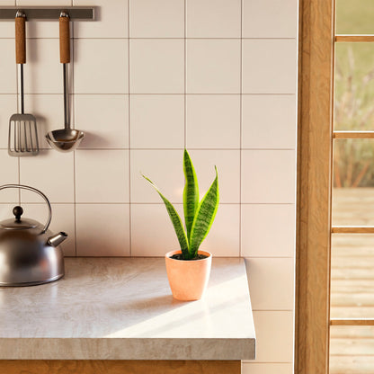 Variegated Sansevieria Laurentii (Snake Plant)