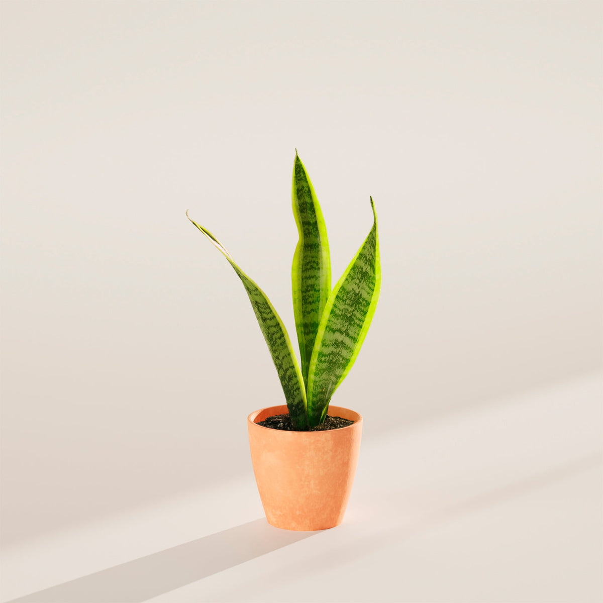 Variegated Sansevieria Laurentii (Snake Plant)