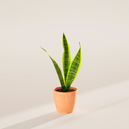 Variegated Sansevieria Laurentii (Snake Plant)