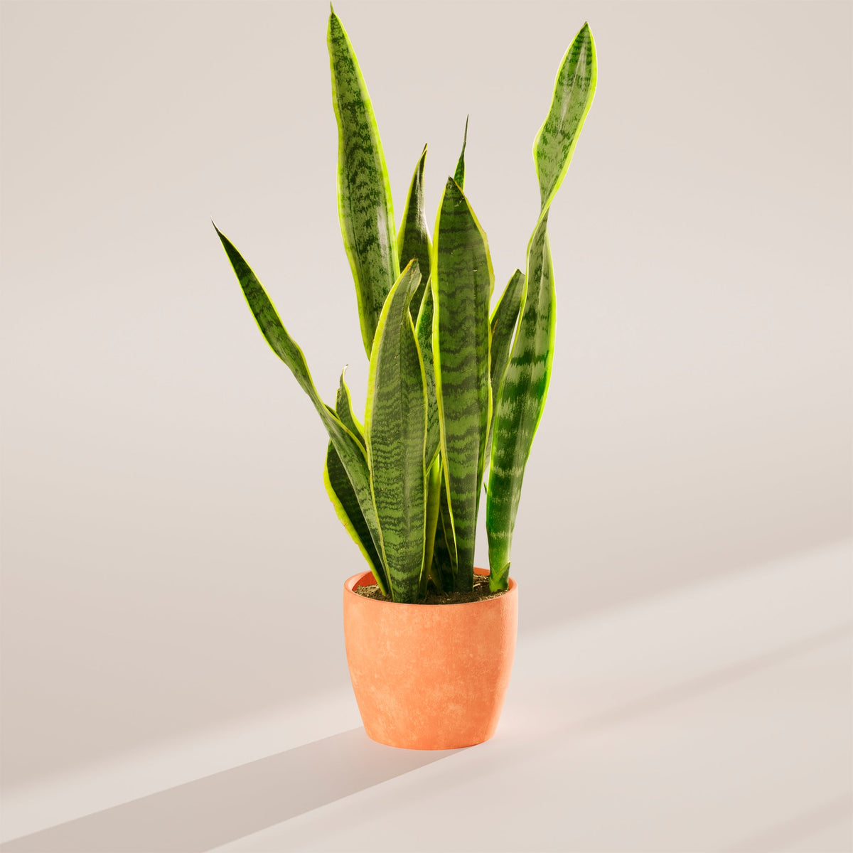 Variegated Sansevieria Laurentii (Snake Plant)