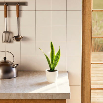 Variegated Sansevieria Laurentii (Snake Plant)
