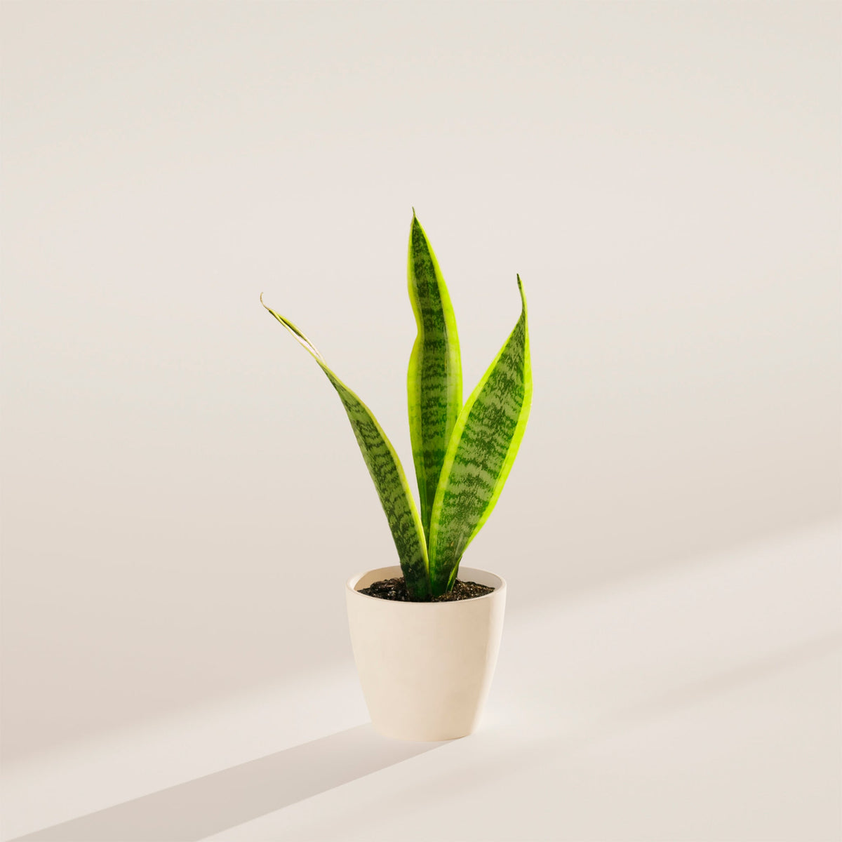 Variegated Sansevieria Laurentii (Snake Plant)