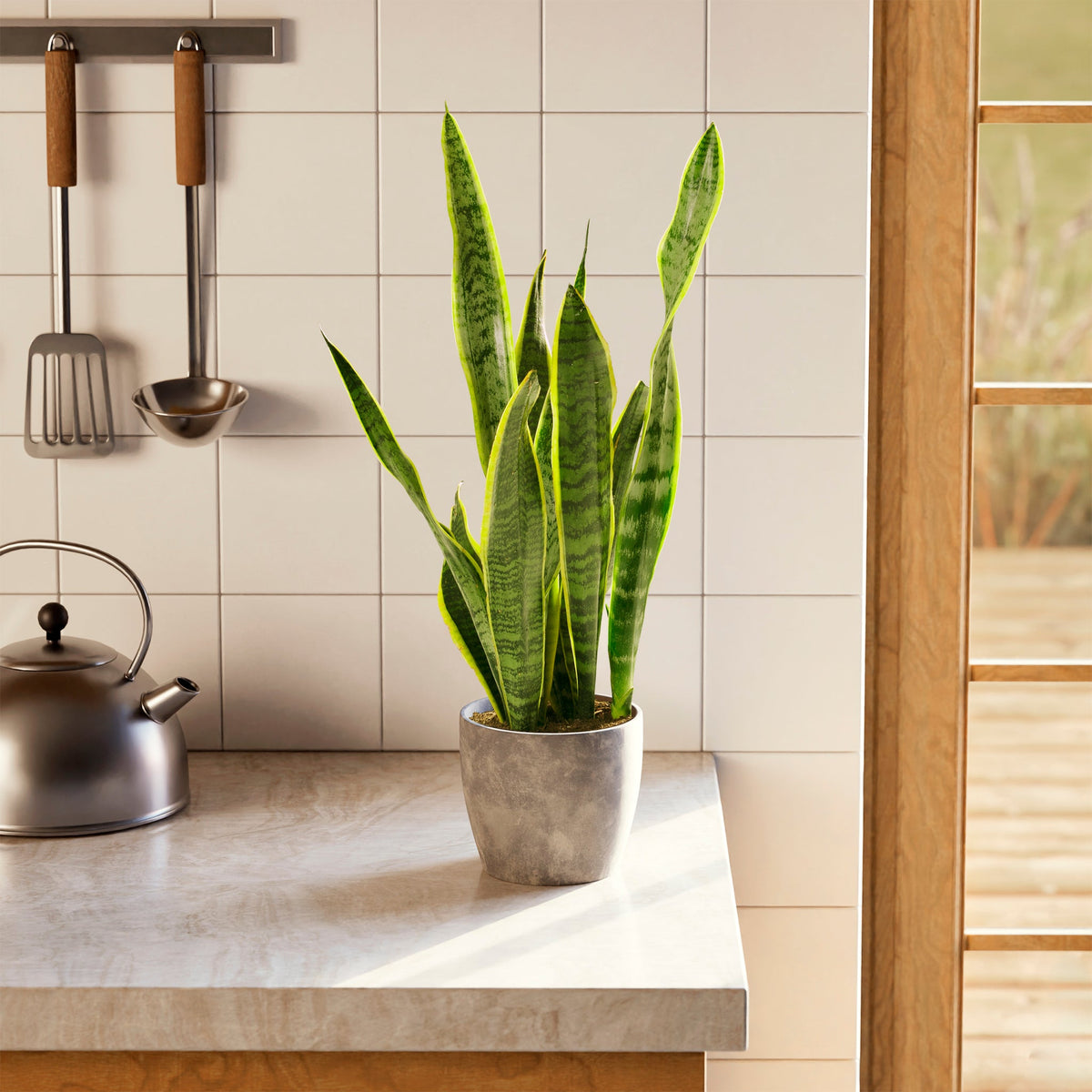 Variegated Sansevieria Laurentii (Snake Plant)