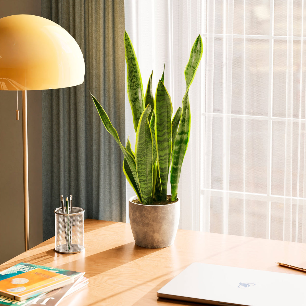 Variegated Sansevieria Laurentii (Snake Plant)
