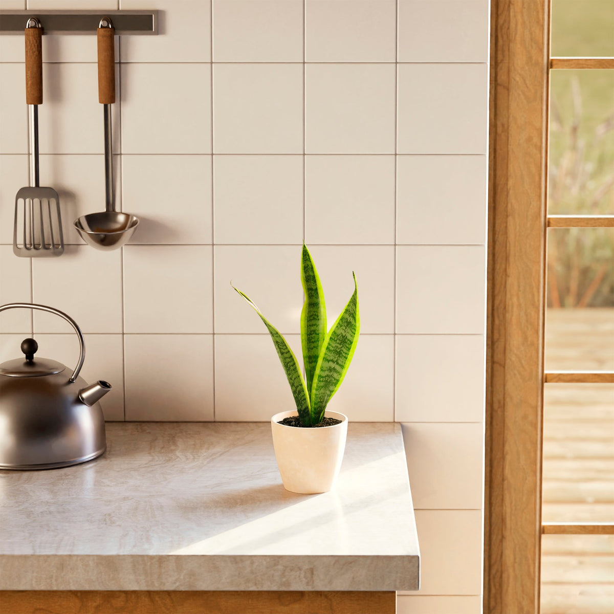 Variegated Sansevieria Laurentii (Snake Plant)