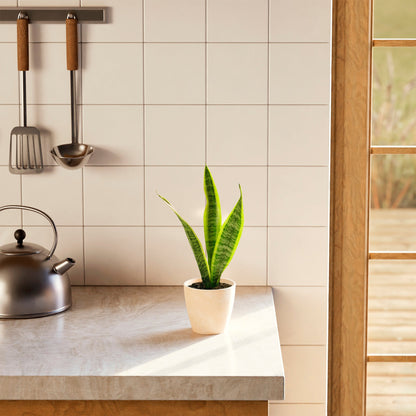 Variegated Sansevieria Laurentii (Snake Plant)