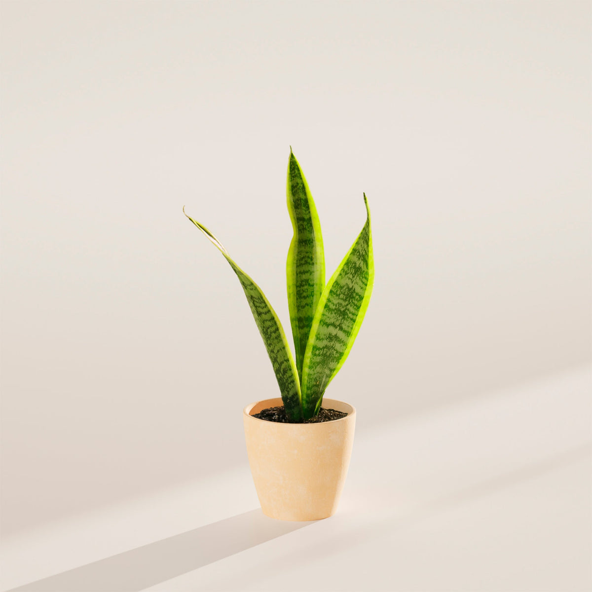 Variegated Sansevieria Laurentii (Snake Plant)