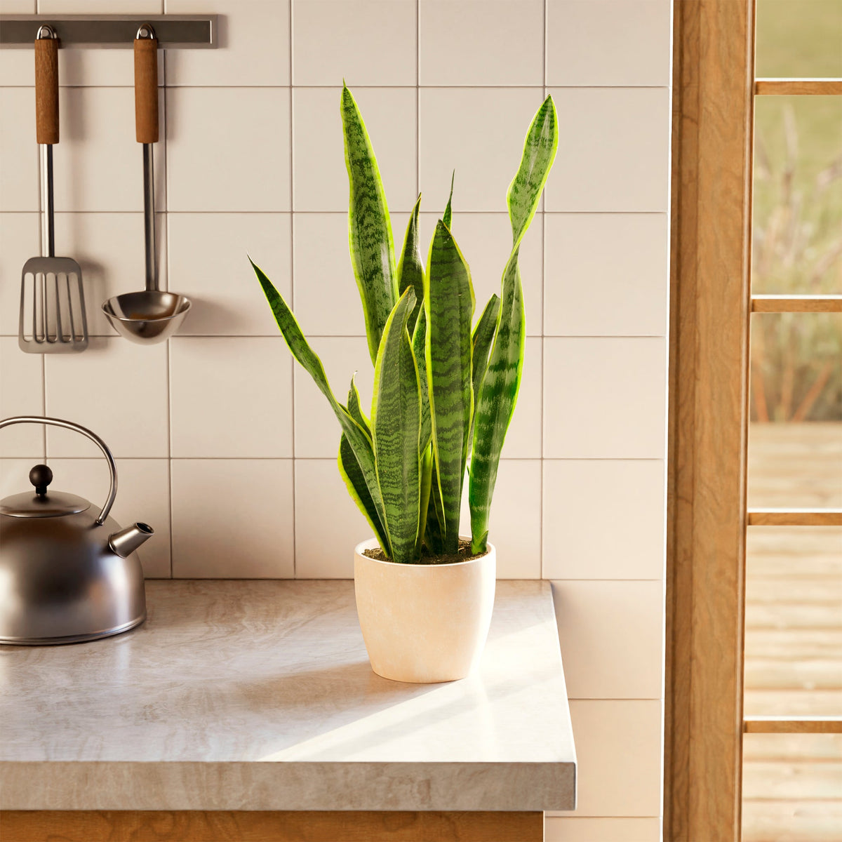 Variegated Sansevieria Laurentii (Snake Plant)
