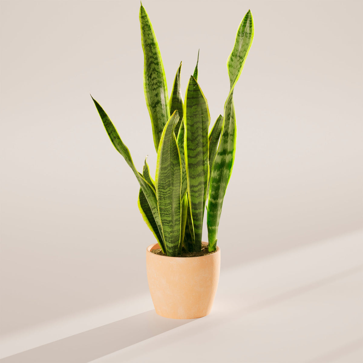 Variegated Sansevieria Laurentii (Snake Plant)