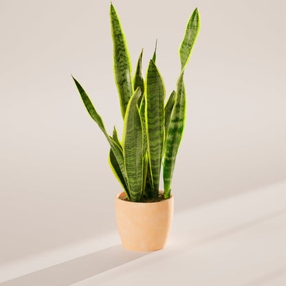 Variegated Sansevieria Laurentii (Snake Plant)