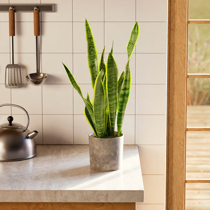 Variegated Sansevieria Laurentii (Snake Plant)