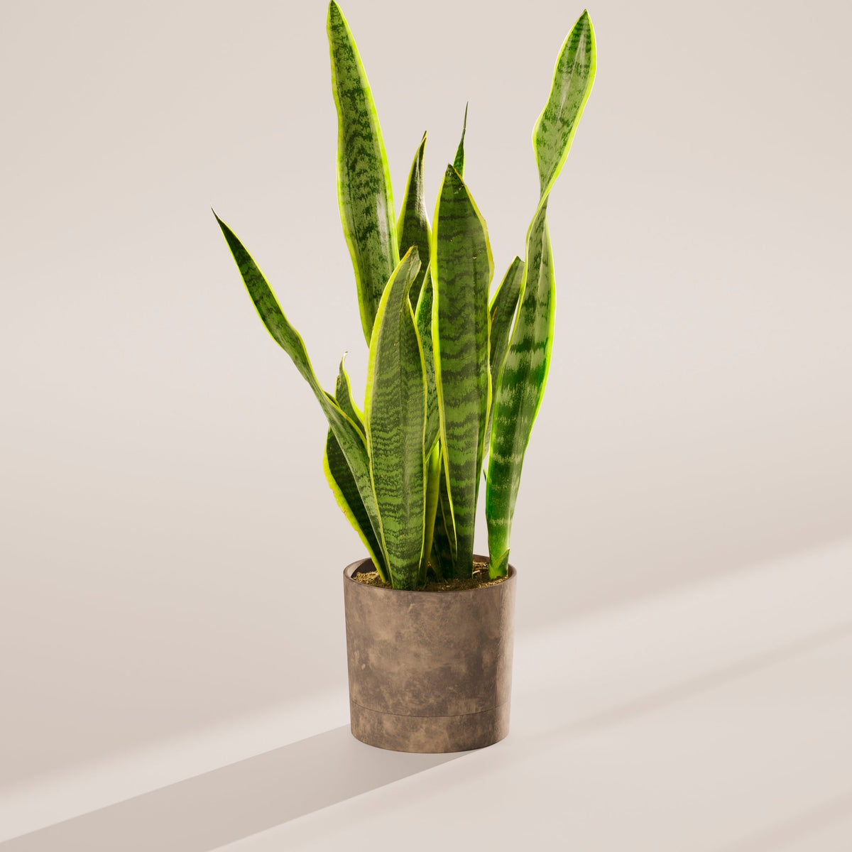 Variegated Sansevieria Laurentii (Snake Plant)