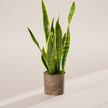 Variegated Sansevieria Laurentii (Snake Plant)