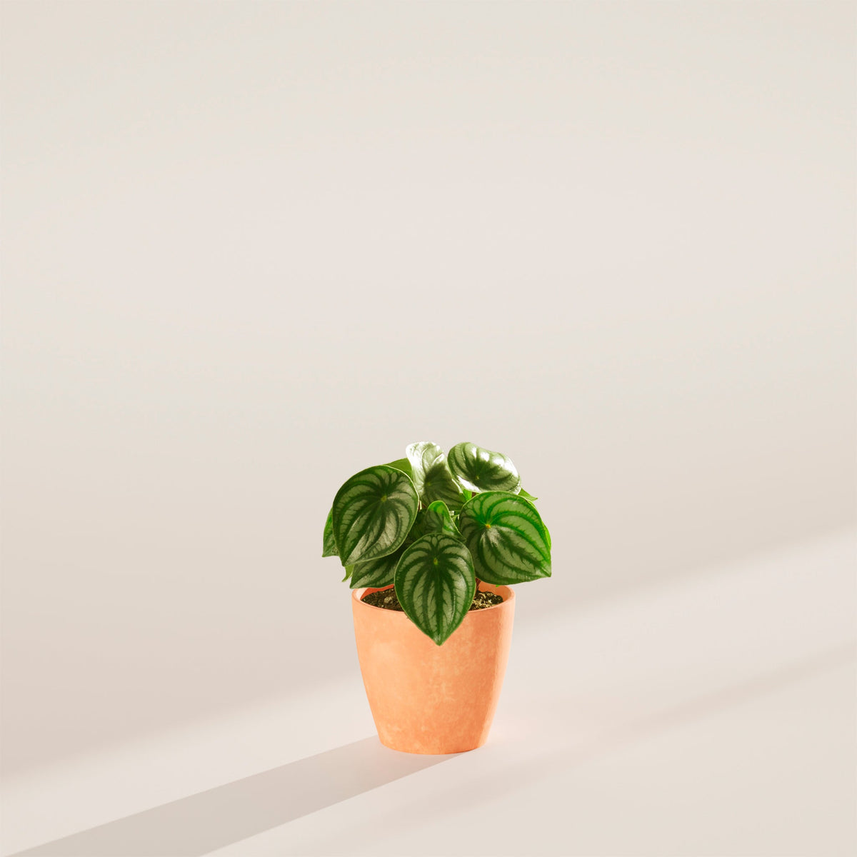 Watermelon Peperomia