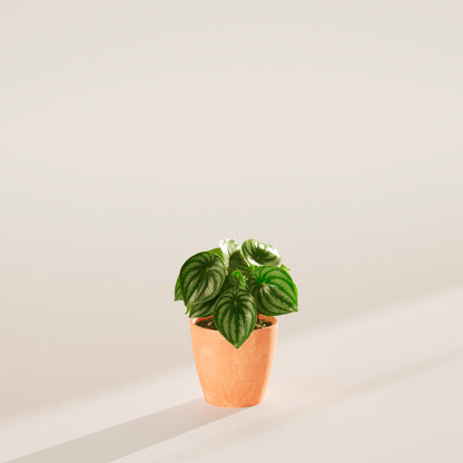 Watermelon Peperomia