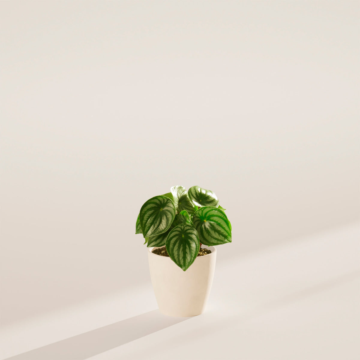 Watermelon Peperomia