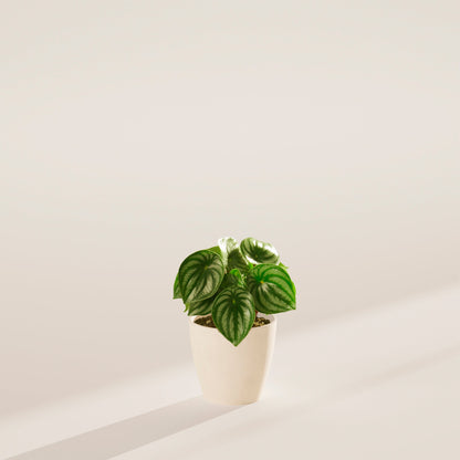 Watermelon Peperomia