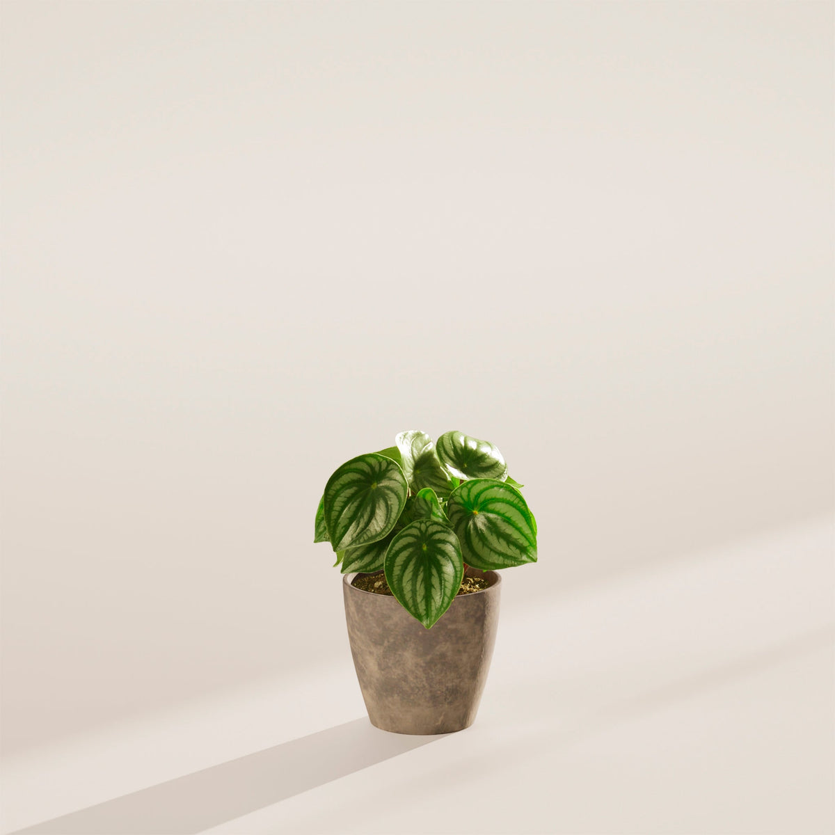 Watermelon Peperomia