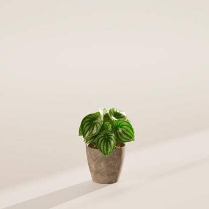 Watermelon Peperomia