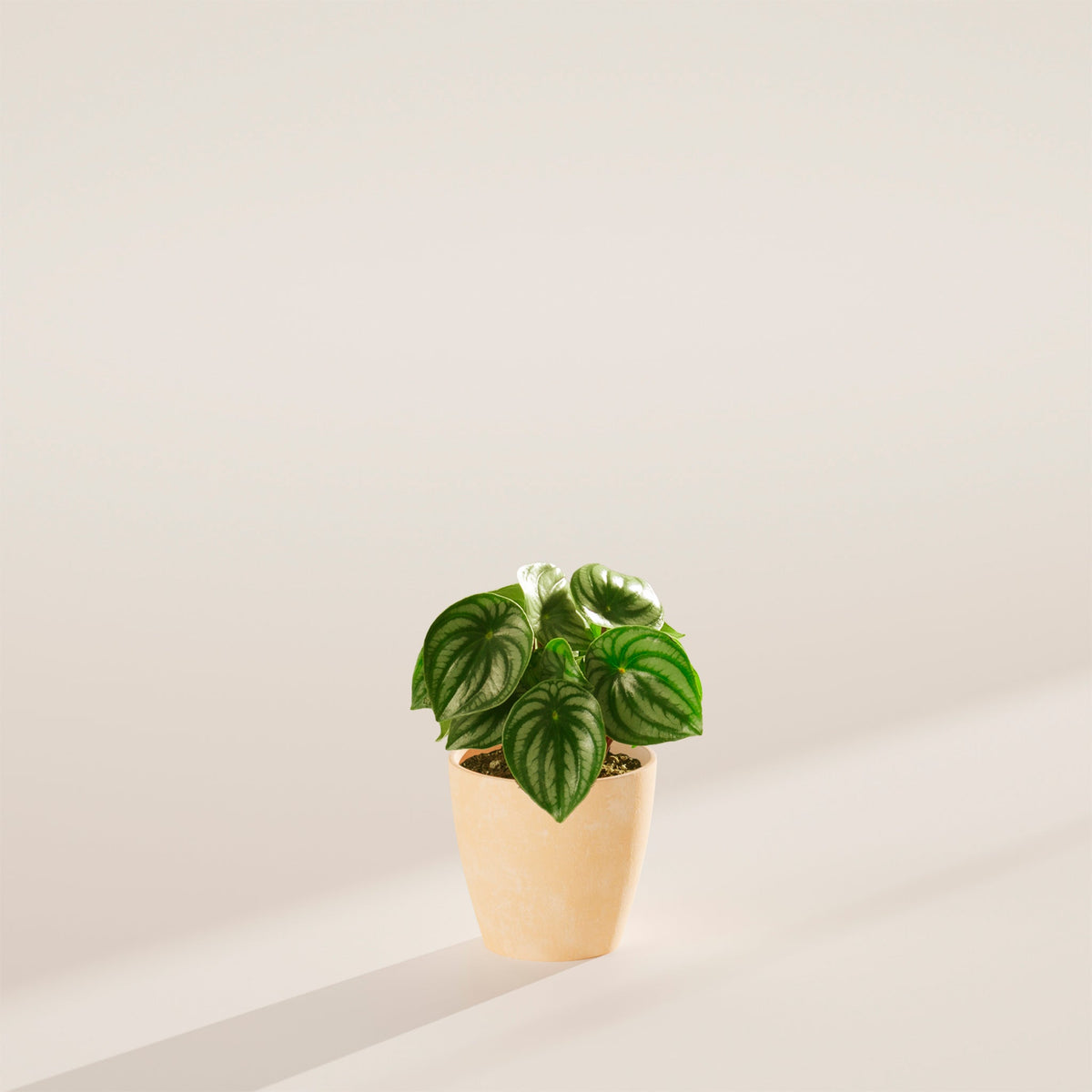 Watermelon Peperomia