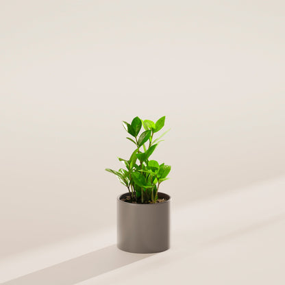 ZZ Plant