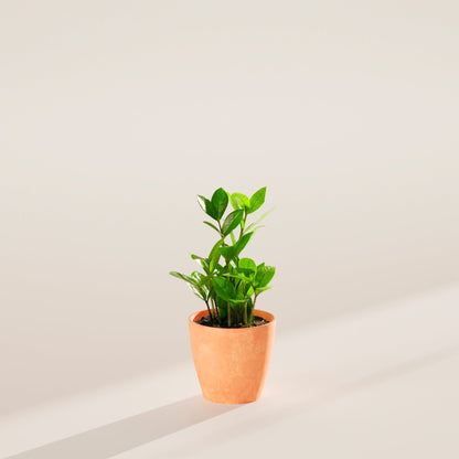 ZZ Plant