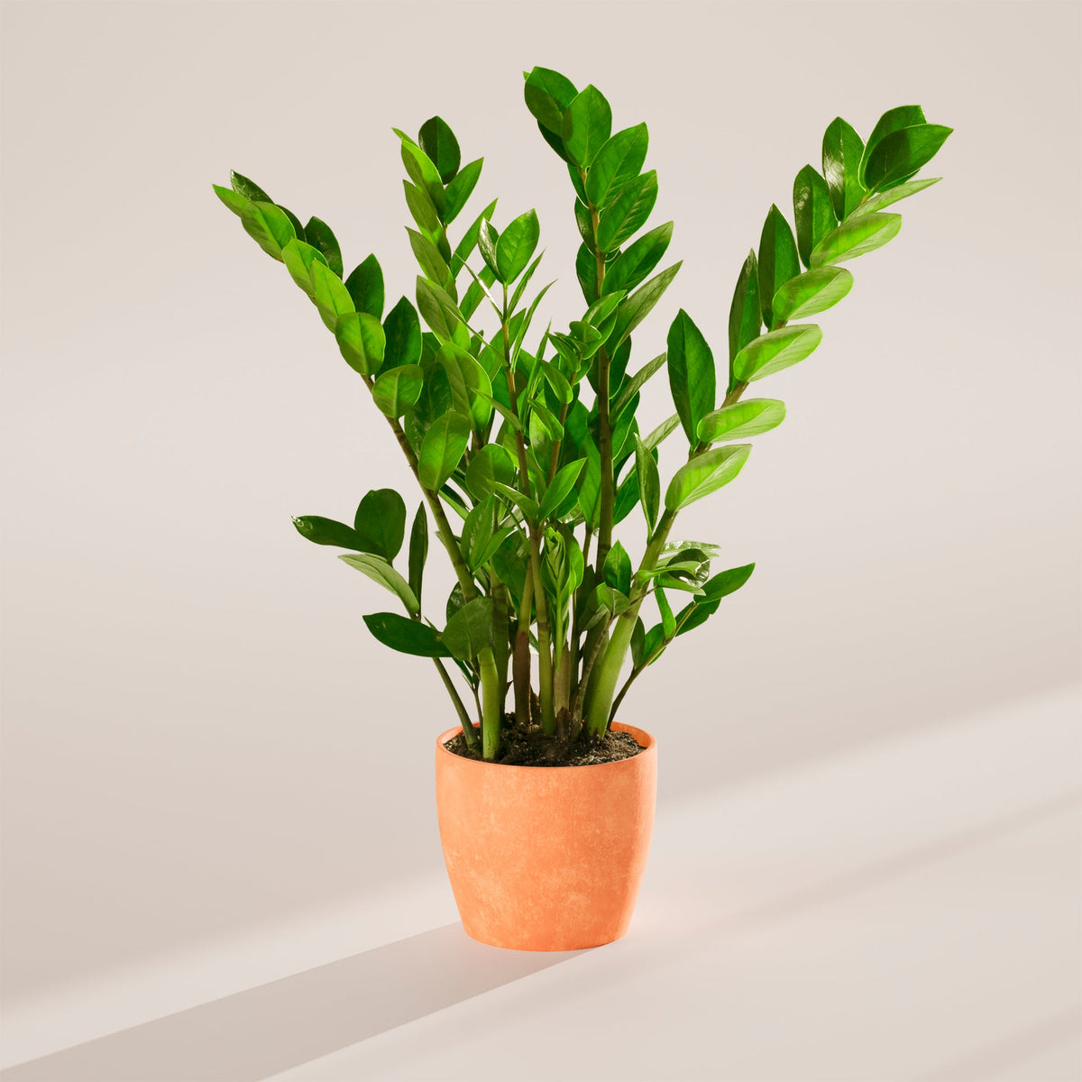 ZZ Plant