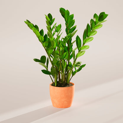 ZZ Plant