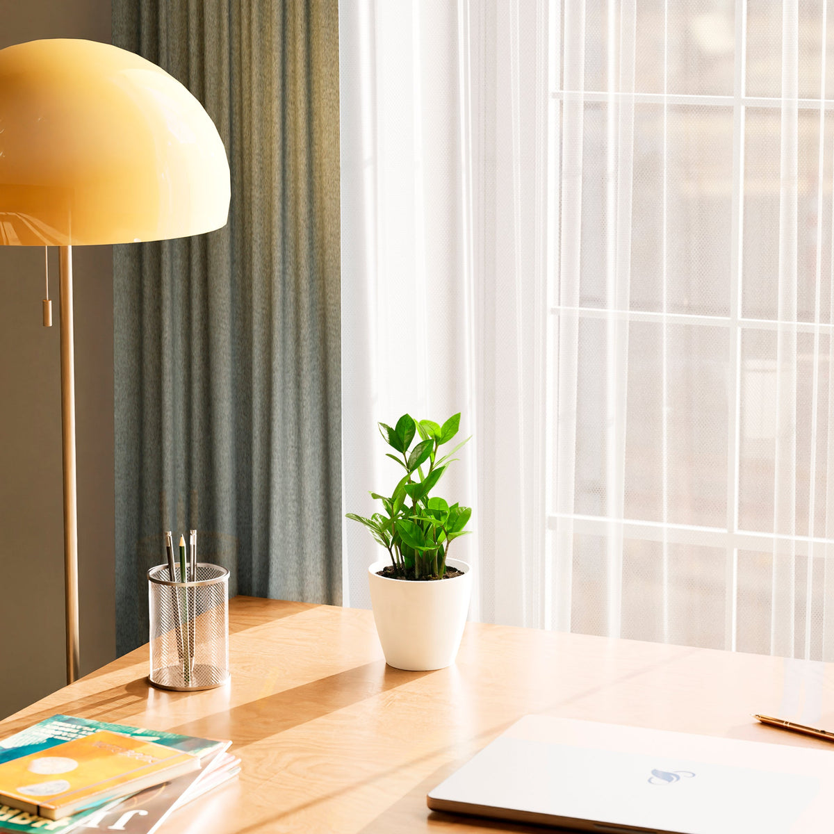 ZZ Plant